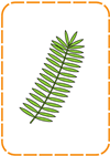 82-Palm